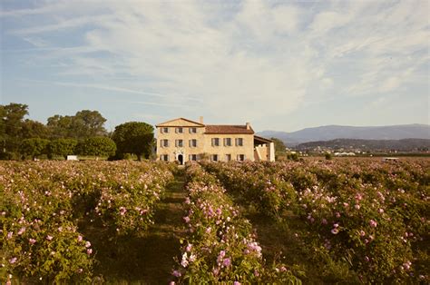 chanel rose garden|We Visited Chanel’s Dreamy Rose Fields in Grasse .